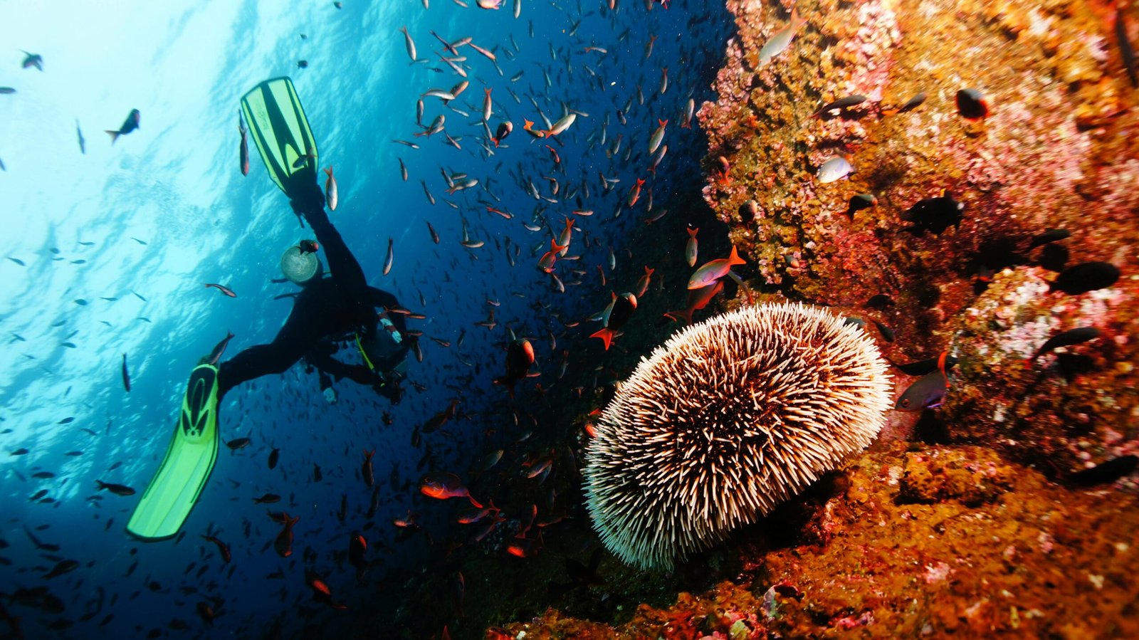 Discover the Galápagos: An Eco-Cruise Adventure Aboard the Exclusive Galápagos Explorer
